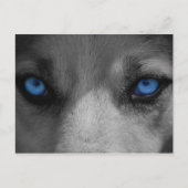Wolf Blue Eyes Gothic Fantasy Briefkaart (Voorkant)