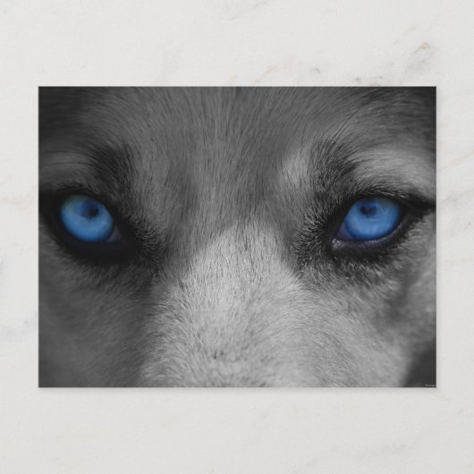 Wolf Blue Eyes Gothic Fantasy Briefkaart (Voorkant)