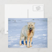 Wolf Briefkaart (Voorkant / Achterkant)