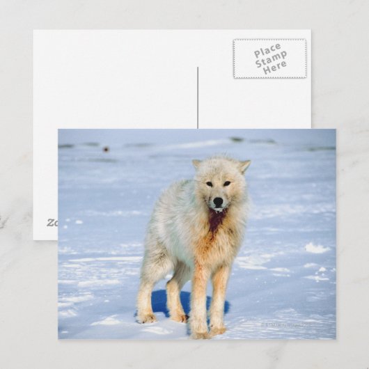Wolf Briefkaart (Voorkant / Achterkant)