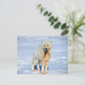 Wolf Briefkaart (Staand voorkant)