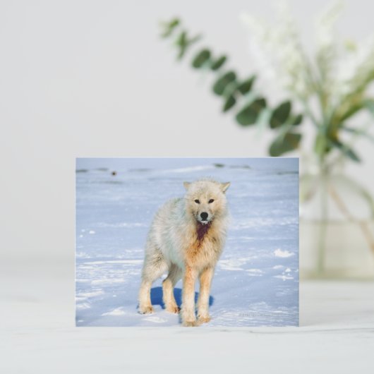 Wolf Briefkaart (Staand voorkant)
