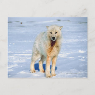 Wolf Briefkaart