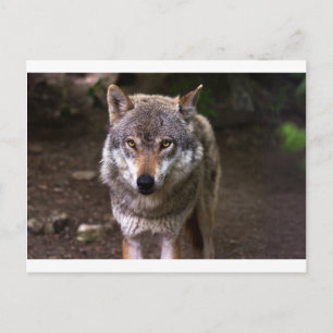 wolf briefkaart