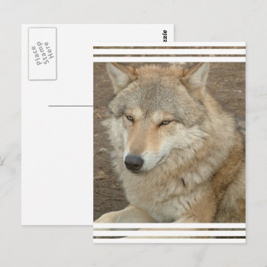 Wolf Briefkaart (Voorkant / Achterkant)