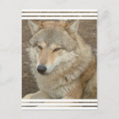 Wolf Briefkaart (Voorkant)