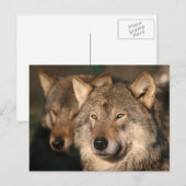 wolf briefkaart (Voorkant / Achterkant)