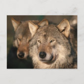 wolf briefkaart (Voorkant)