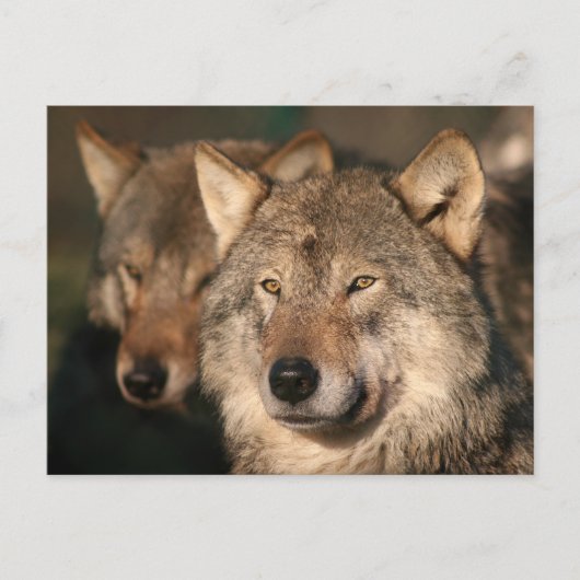 wolf briefkaart (Voorkant)