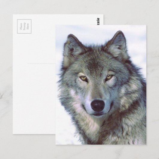 Wolf Briefkaart (Voorkant / Achterkant)