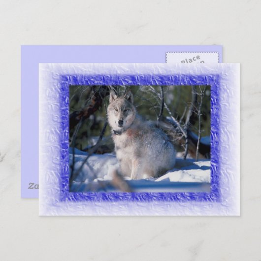 Wolf Briefkaart (Voorkant / Achterkant)