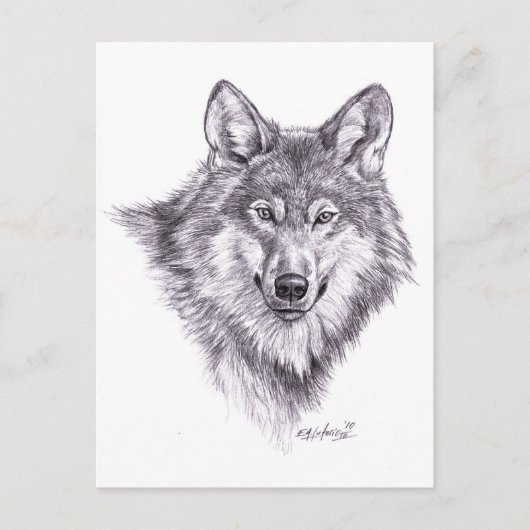 wolf briefkaart (Voorkant)