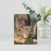 wolf briefkaart (Staand voorkant)