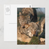 wolf briefkaart (Voorkant / Achterkant)