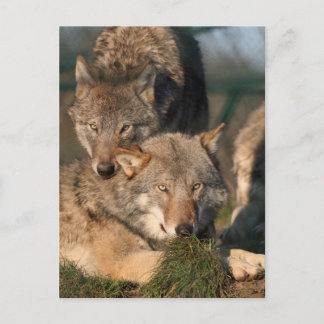 wolf briefkaart