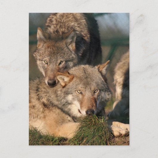 wolf briefkaart (Voorkant)