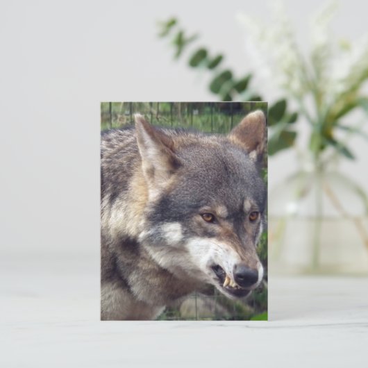Wolf Briefkaart (Staand voorkant)