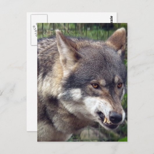 Wolf Briefkaart (Voorkant / Achterkant)