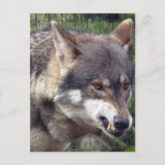 Wolf Briefkaart (Voorkant)