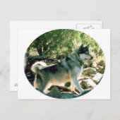 Wolf Briefkaart (Voorkant / Achterkant)