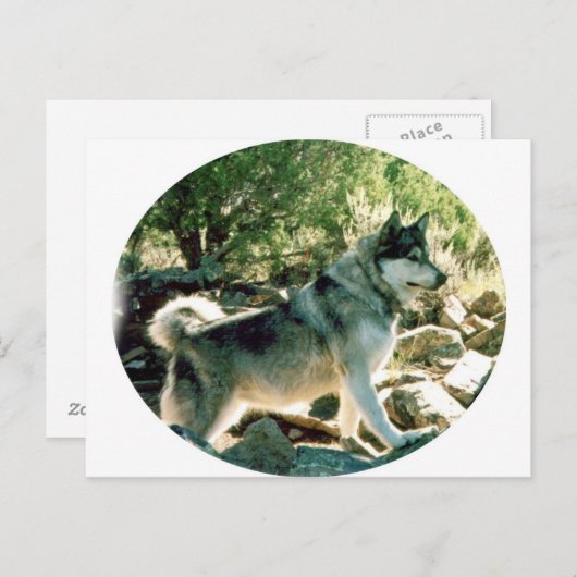 Wolf Briefkaart (Voorkant / Achterkant)