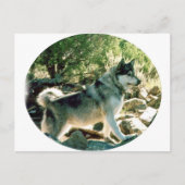 Wolf Briefkaart (Voorkant)