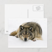 Wolf Briefkaart (Voorkant / Achterkant)