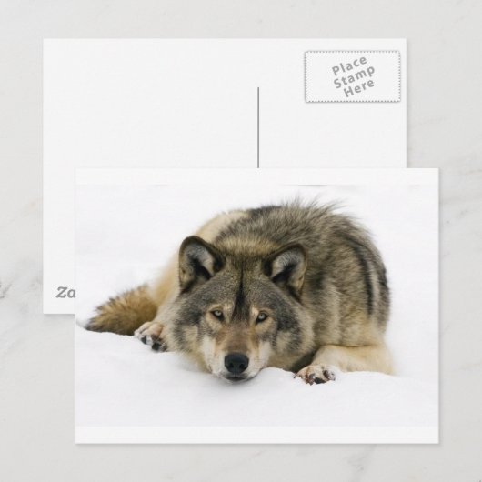 Wolf Briefkaart (Voorkant / Achterkant)