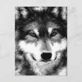 Wolf Briefkaart (Voorkant)