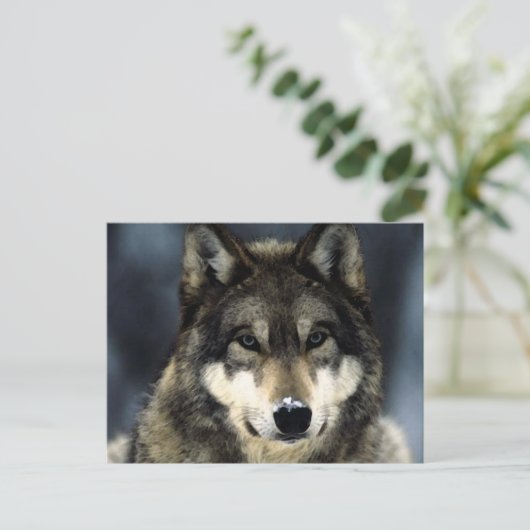 Wolf Briefkaart (Staand voorkant)