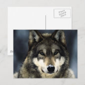 Wolf Briefkaart (Voorkant / Achterkant)