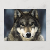 Wolf Briefkaart (Voorkant)