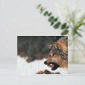 Wolf Briefkaart (Staand voorkant)