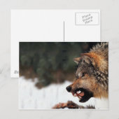 Wolf Briefkaart (Voorkant / Achterkant)
