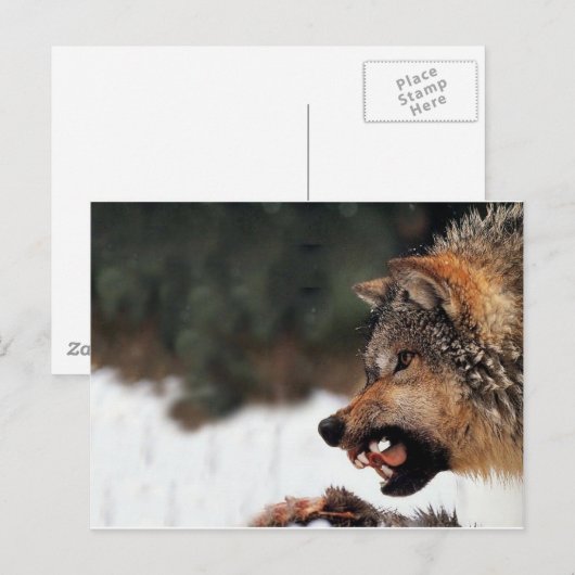 Wolf Briefkaart (Voorkant / Achterkant)
