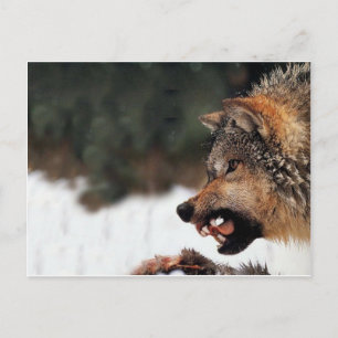 Wolf Briefkaart