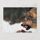 Wolf Briefkaart (Voorkant)