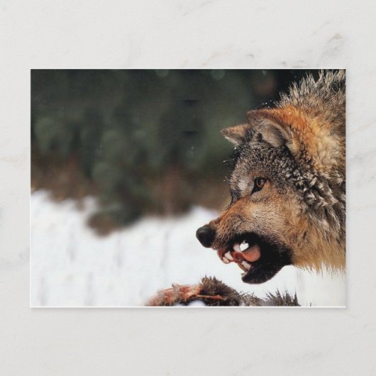 Wolf Briefkaart (Voorkant)