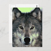 Wolf Briefkaart (Voorkant / Achterkant)