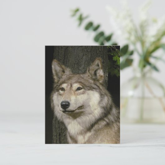 Wolf Briefkaart (Staand voorkant)