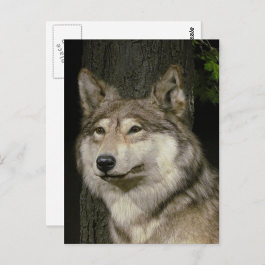 Wolf Briefkaart (Voorkant / Achterkant)