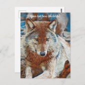 Wolf Briefkaart (Voorkant / Achterkant)