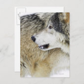 Wolf Briefkaart (Voorkant / Achterkant)