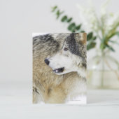 Wolf Briefkaart (Staand voorkant)