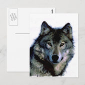 Wolf Briefkaart (Voorkant / Achterkant)