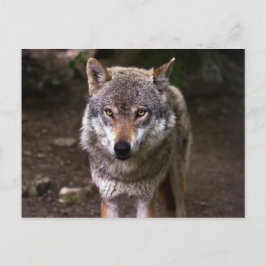 Wolf Briefkaart