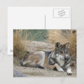 Wolf Briefkaart (Voorkant / Achterkant)