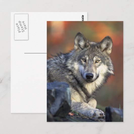 Wolf Briefkaart (Voorkant / Achterkant)