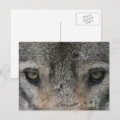 wolf briefkaart (Voorkant / Achterkant)