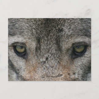 wolf briefkaart